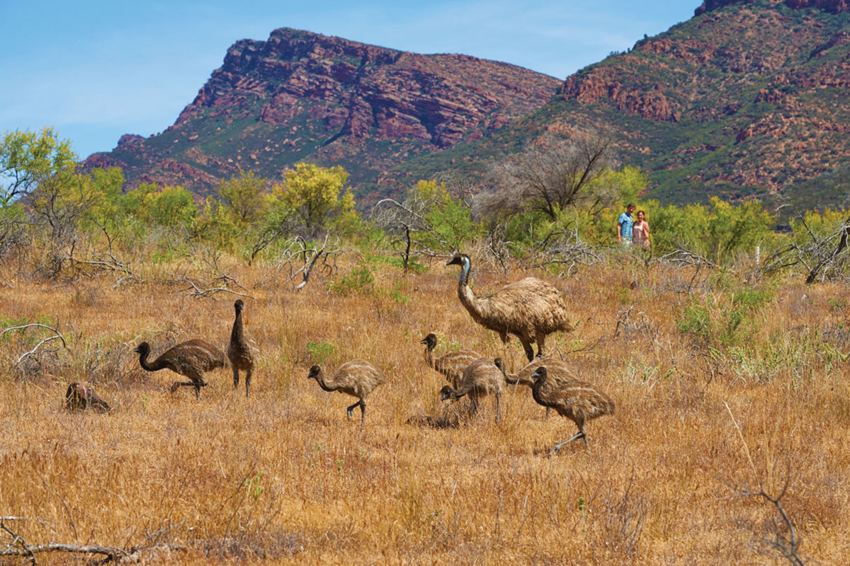 Flinders Ranges National Park