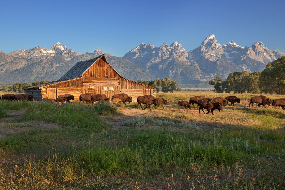 Yellowstone e Grand Teton National Park